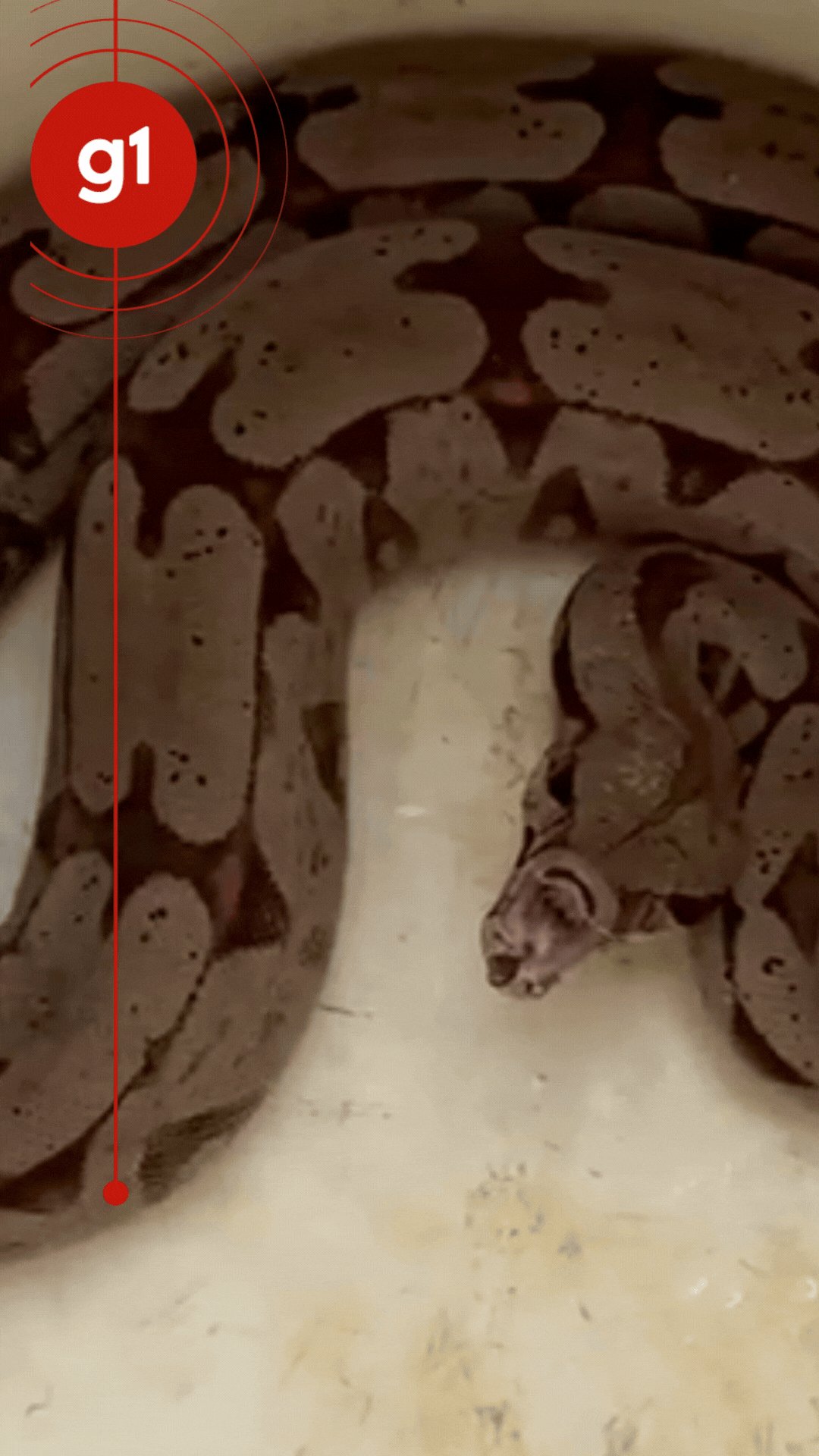 Bafo da jiboia: cobra de mais de um metro 'reclama' após ser resgatada em MT; veja vídeo