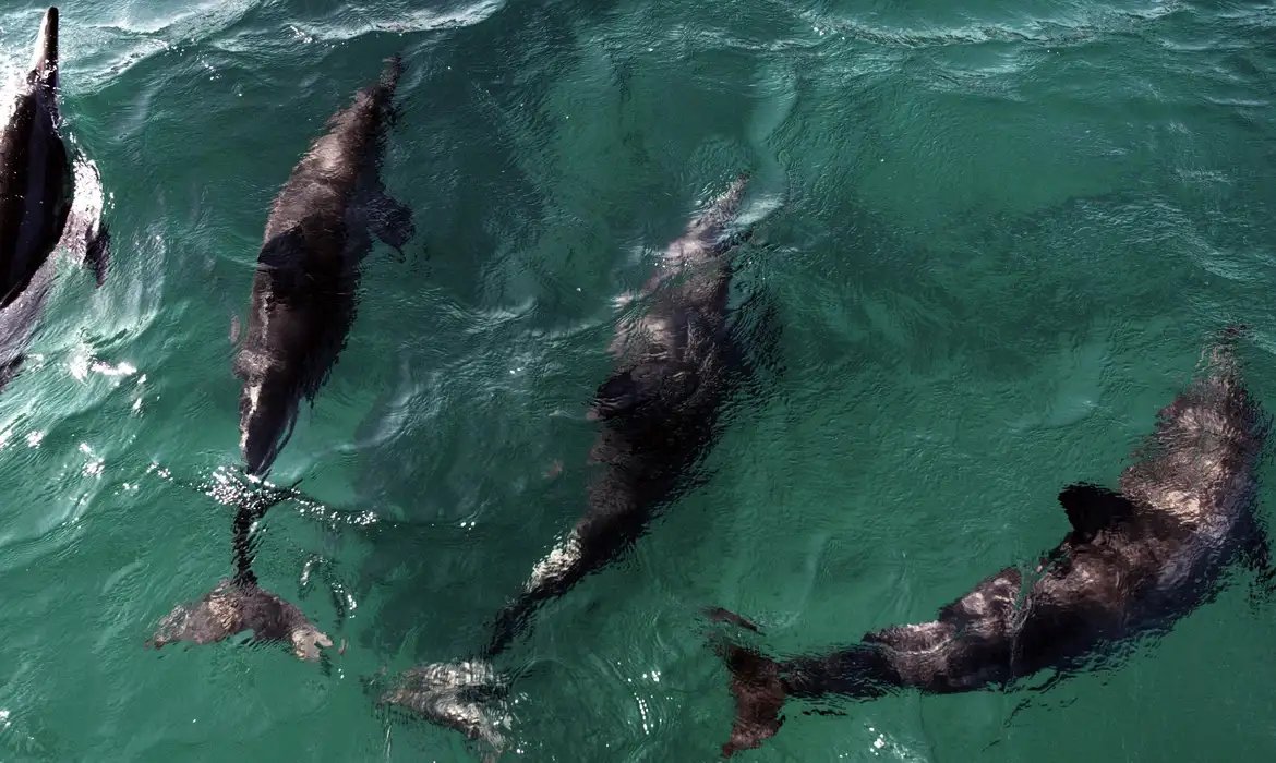 Acordo reforça proteção a golfinhos na Praia de Pipa