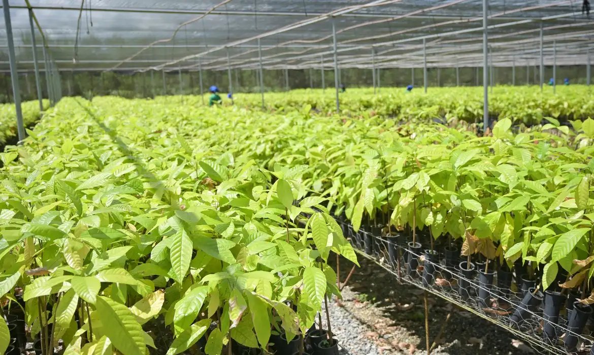 Bioeconomia em áreas degradadas cria produção sustentável no Pará