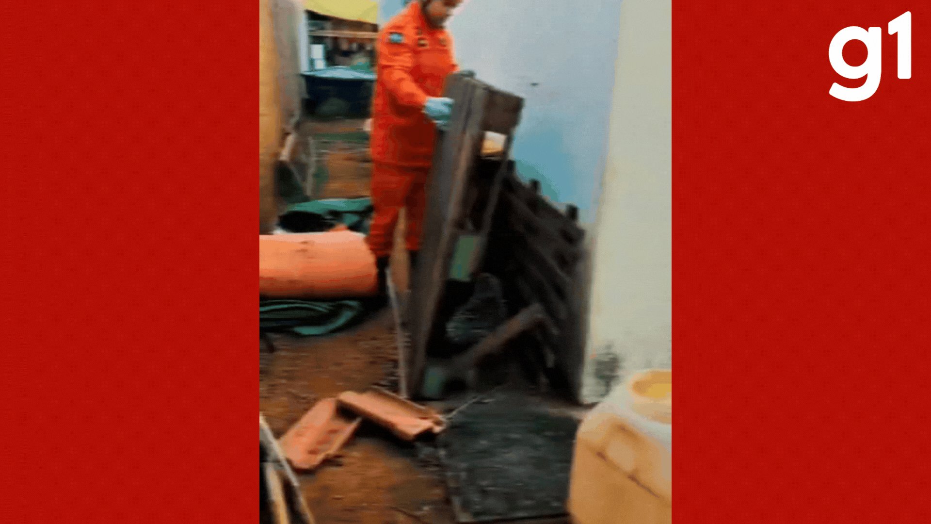 Moradores encontram ouriço-cacheiro escondido entre entulhos no quintal de casa e acionam bombeiros em MT