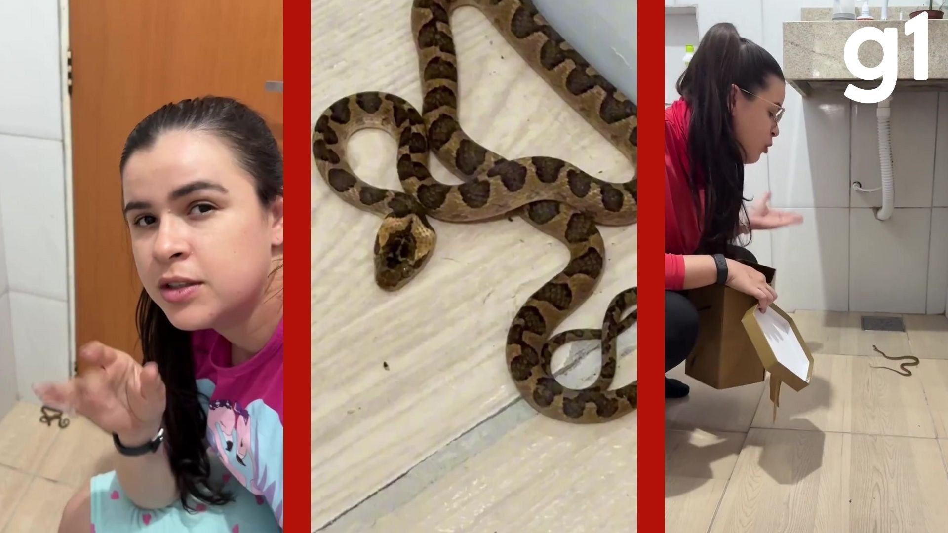 VÍDEO: mulher vai ao banheiro durante a madrugada, encontra cobra e decide voltar a dormir em MT