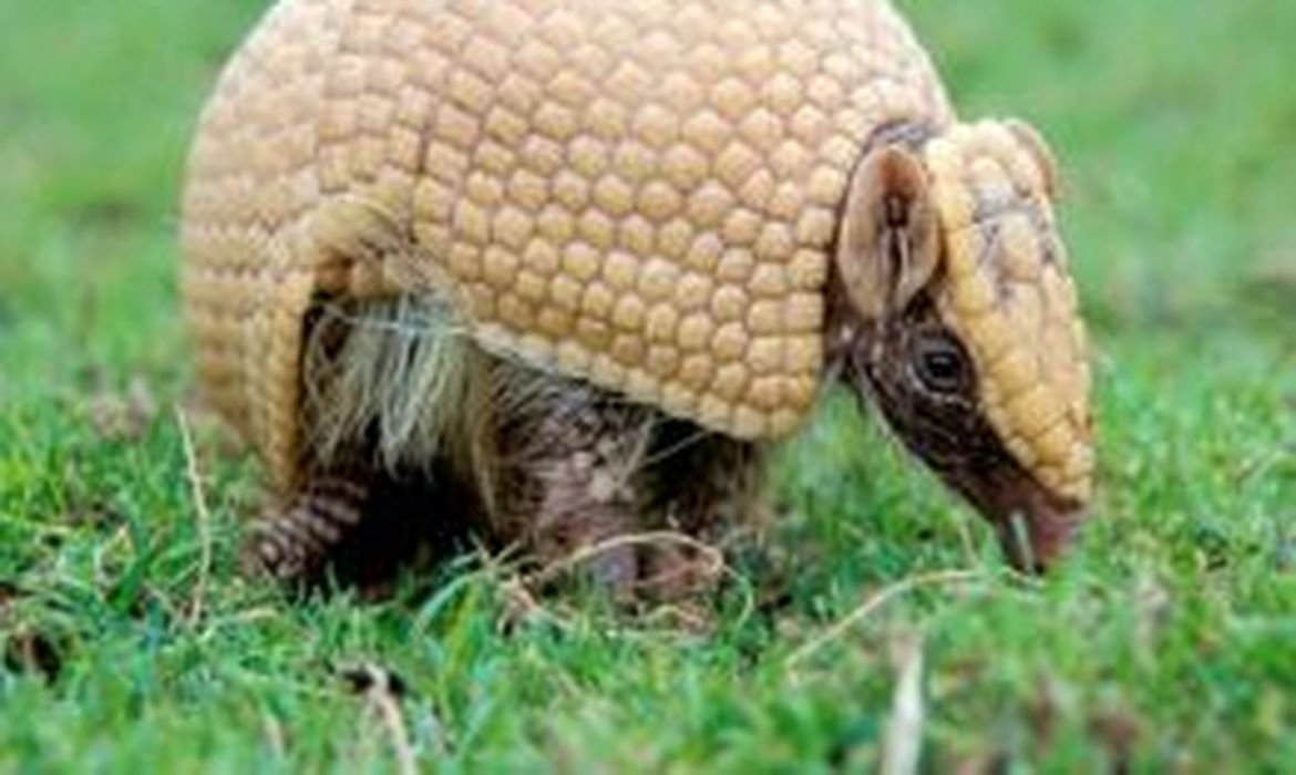 Mascote da Copa, tatu-bola continua ameaçado e terá plano de proteção