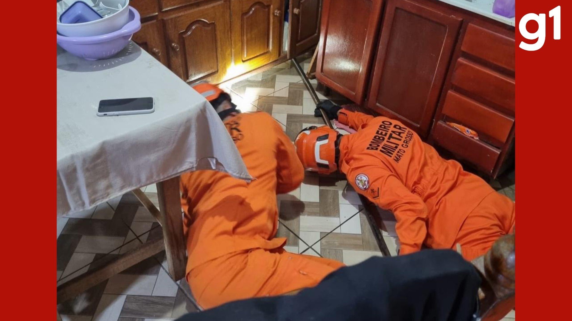 Maior lagarto do Brasil, teiú invade casa e é resgatado escondido embaixo de armário de cozinha em MT
