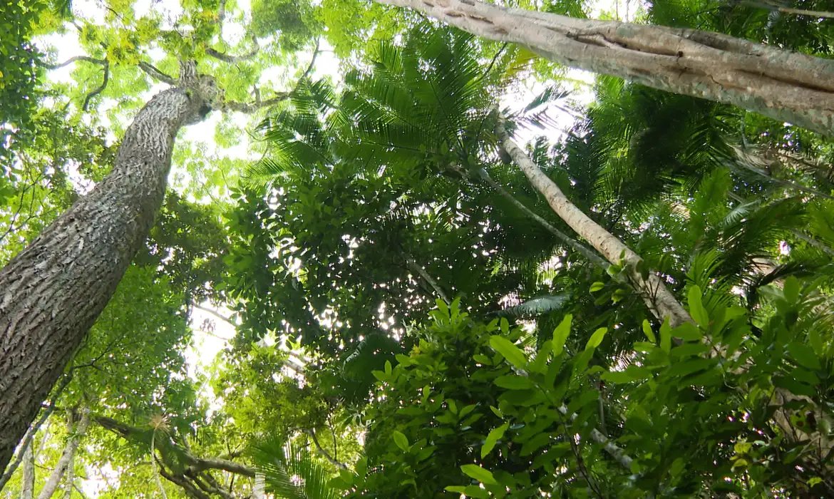 Desmatamento da Mata Atlântica de São Paulo tem queda de 29%, diz Inpe
