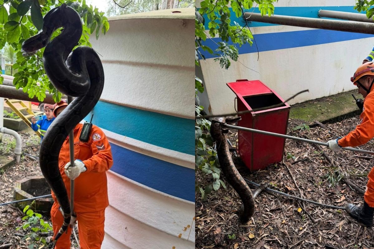 Jiboia de grande porte é resgatada dentro de esgoto em MT
