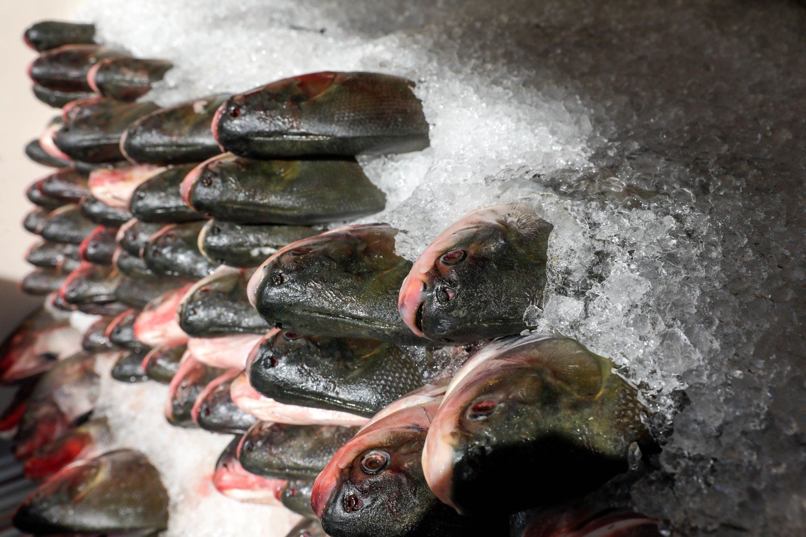 Feira 'Peixe Santo' oferece pescado a R$ 25 o kg em Cuiabá
