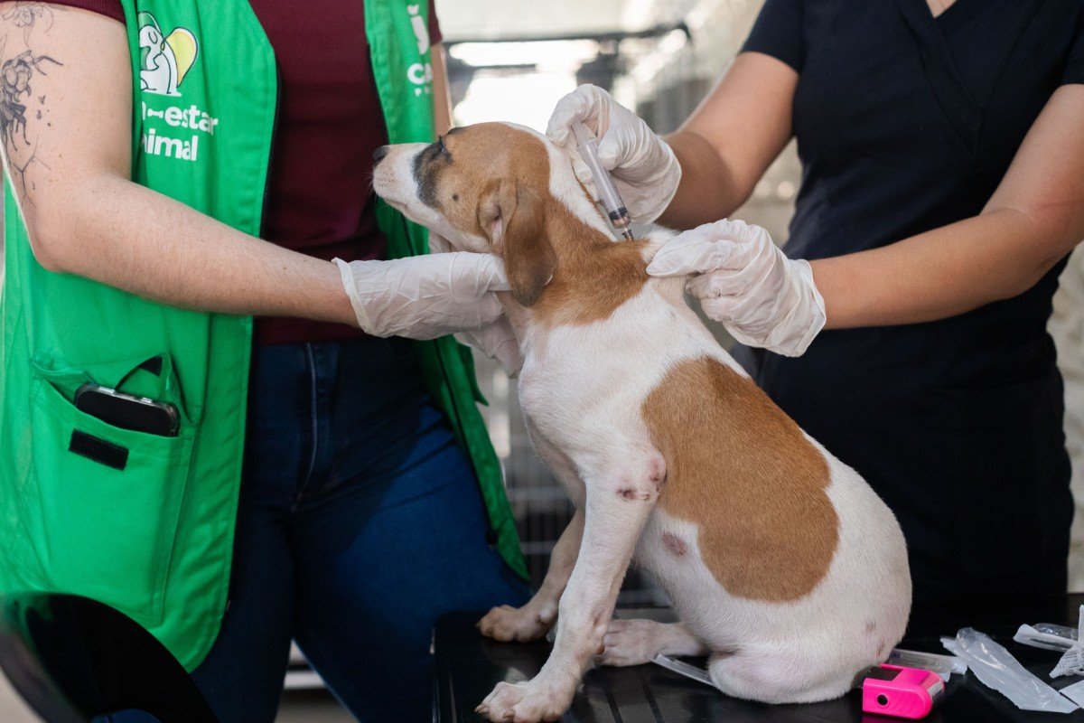 Cuiabá realiza mutirão gratuito de vacinação para cães neste sábado (20)