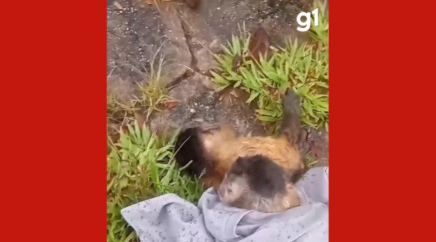 VÍDEO: filhote de macaco é resgatado após recusar soltar mãe morta em atropelamento em MT