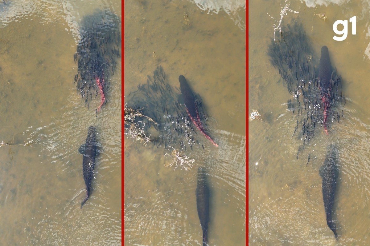 VÍDEO: casal de peixes gigantes usa técnica de sobrevivência para proteger filhotes durante travessia em rio de MT