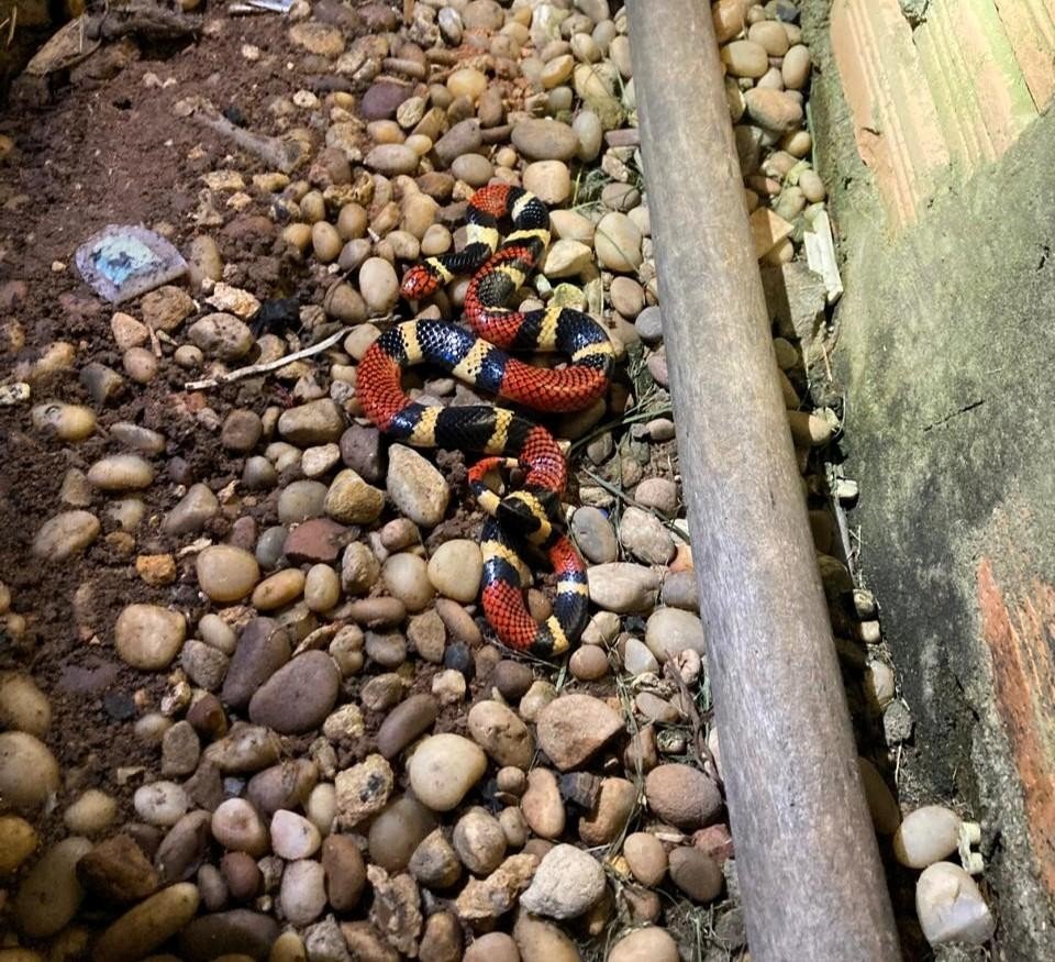 Cobra venenosa é encontrada em quintal de casa em MT