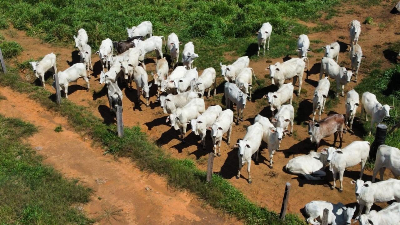 Gado furtado de ex-prefeito é encontrado com novo selo em fazenda de MT