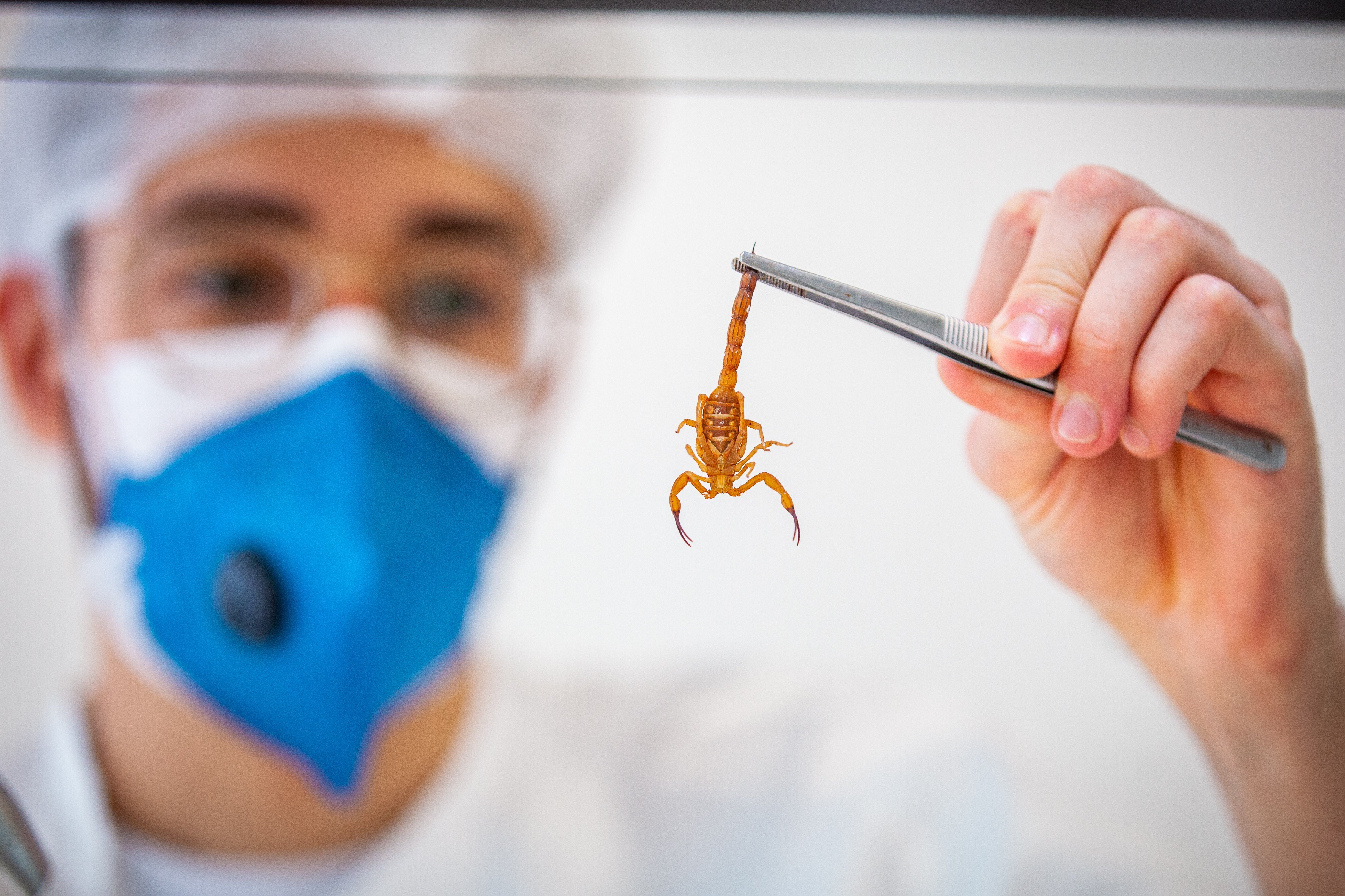 Quase 4 mil acidentes com animais peçonhentos foram registrados em MT em 2025
