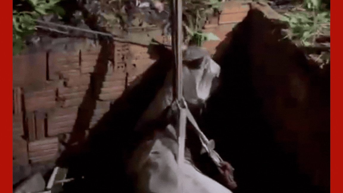 VÍDEO: cavalo é resgatado por bombeiros após cair em poço de Várzea Grande (MT)