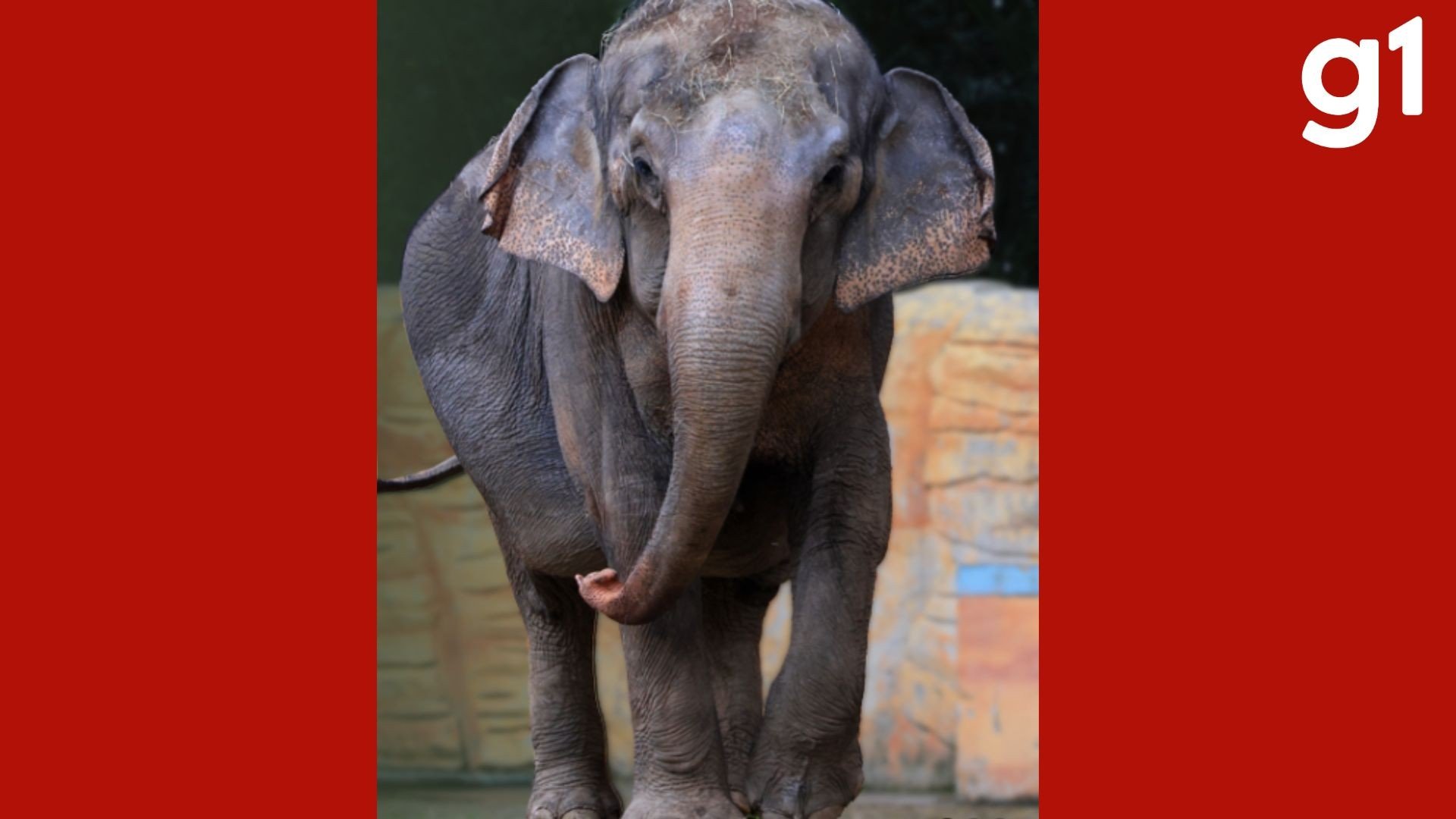 Santuário de MT se prepara para receber elefanta 'Baby' 2 anos após fechamento de zoológico no Beto Carrero
