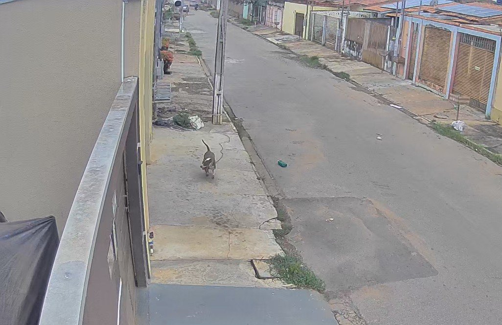 VÍDEO: pitbull ataca dois cães e um morre em Várzea Grande (MT)