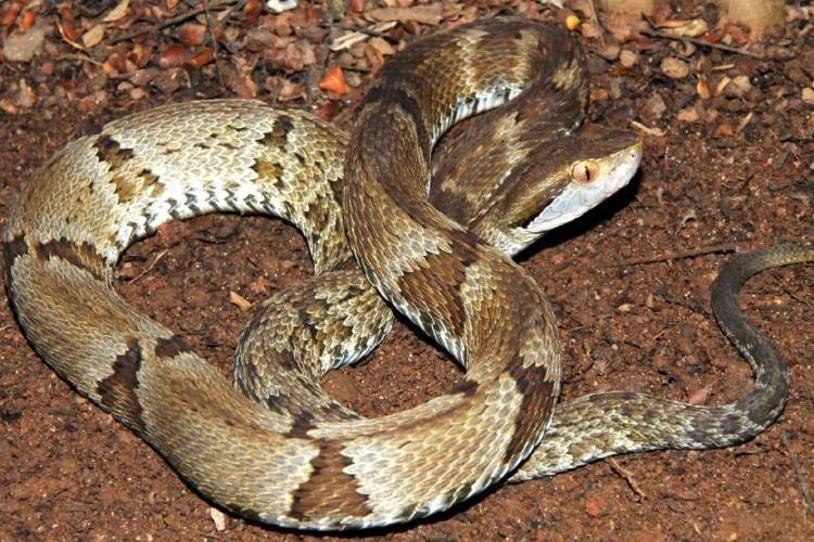 Trabalhador rural fica com inchaço e dor de cabeça depois de ser picado no antebraço por jararaca em MT