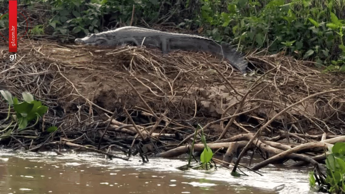 VÍDEO: onça-pintada ataca jacaré, mergulha em rio e vence disputa no Pantanal de MT