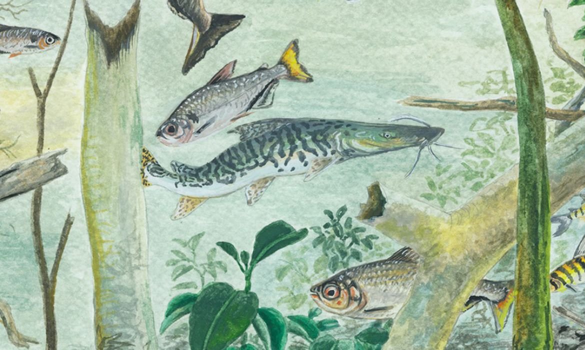 Amazônia tem mais de 2,7 mil espécies de peixes, aponta estudo