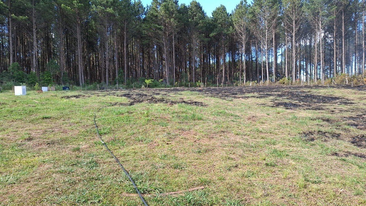 Idosa morre ao tentar apagar incêndio em área de reflorestamento em Lages
