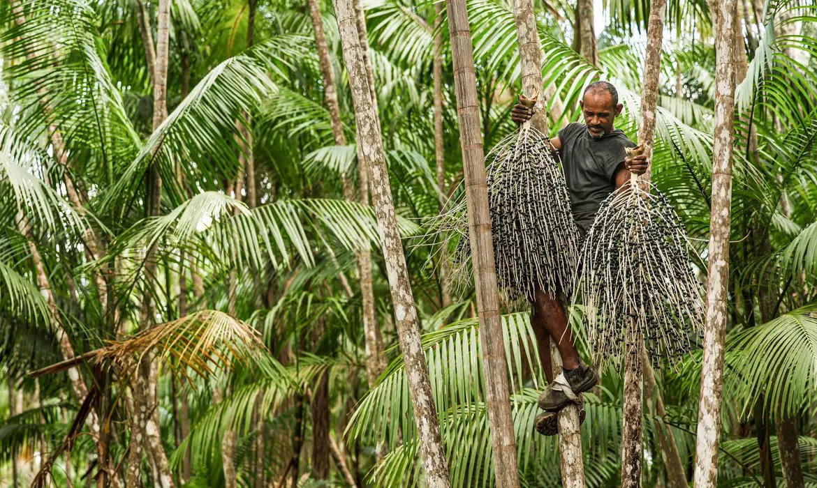 Agrofloresta é saída para restauração de áreas degradadas na pecuária