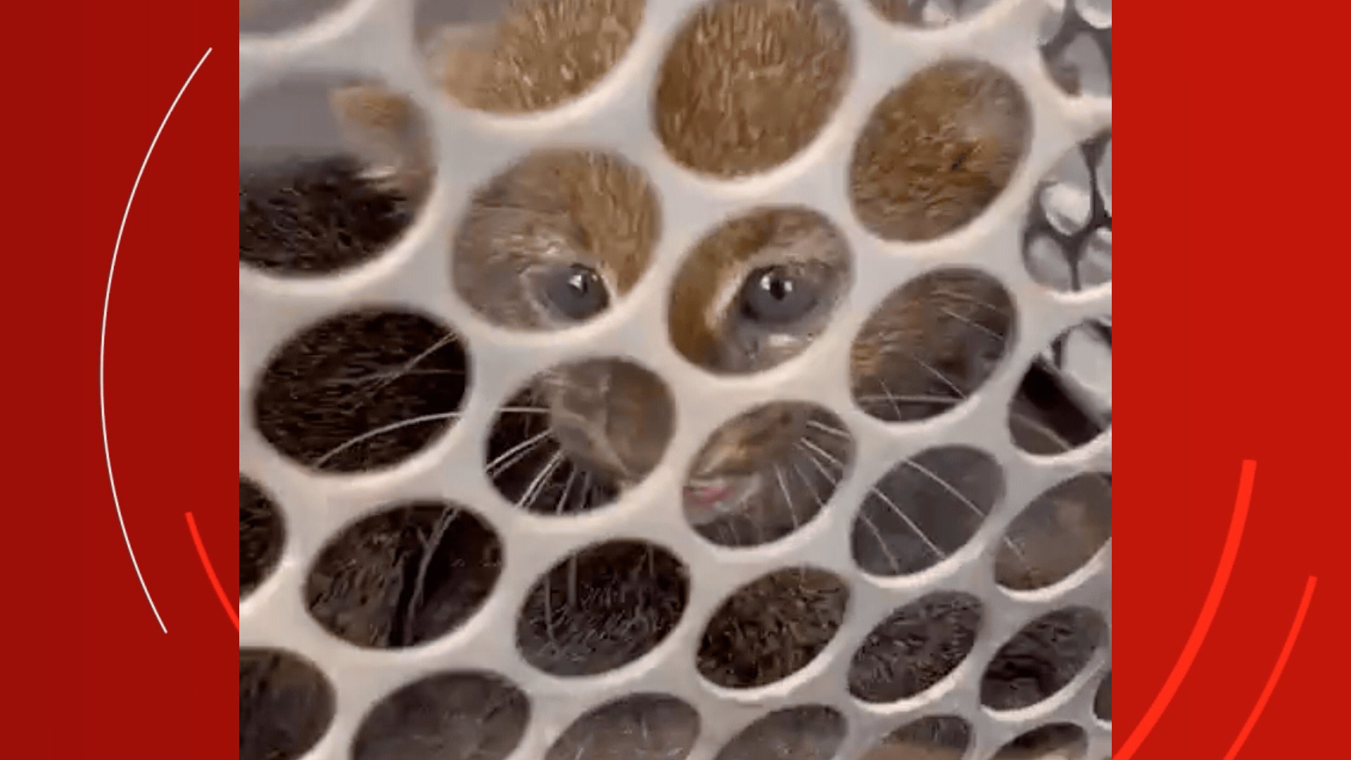 VÍDEO: filhote de gato-mourisco, espécie ameaçada, 'rosna' após resgate em indústria de etanol em MT
