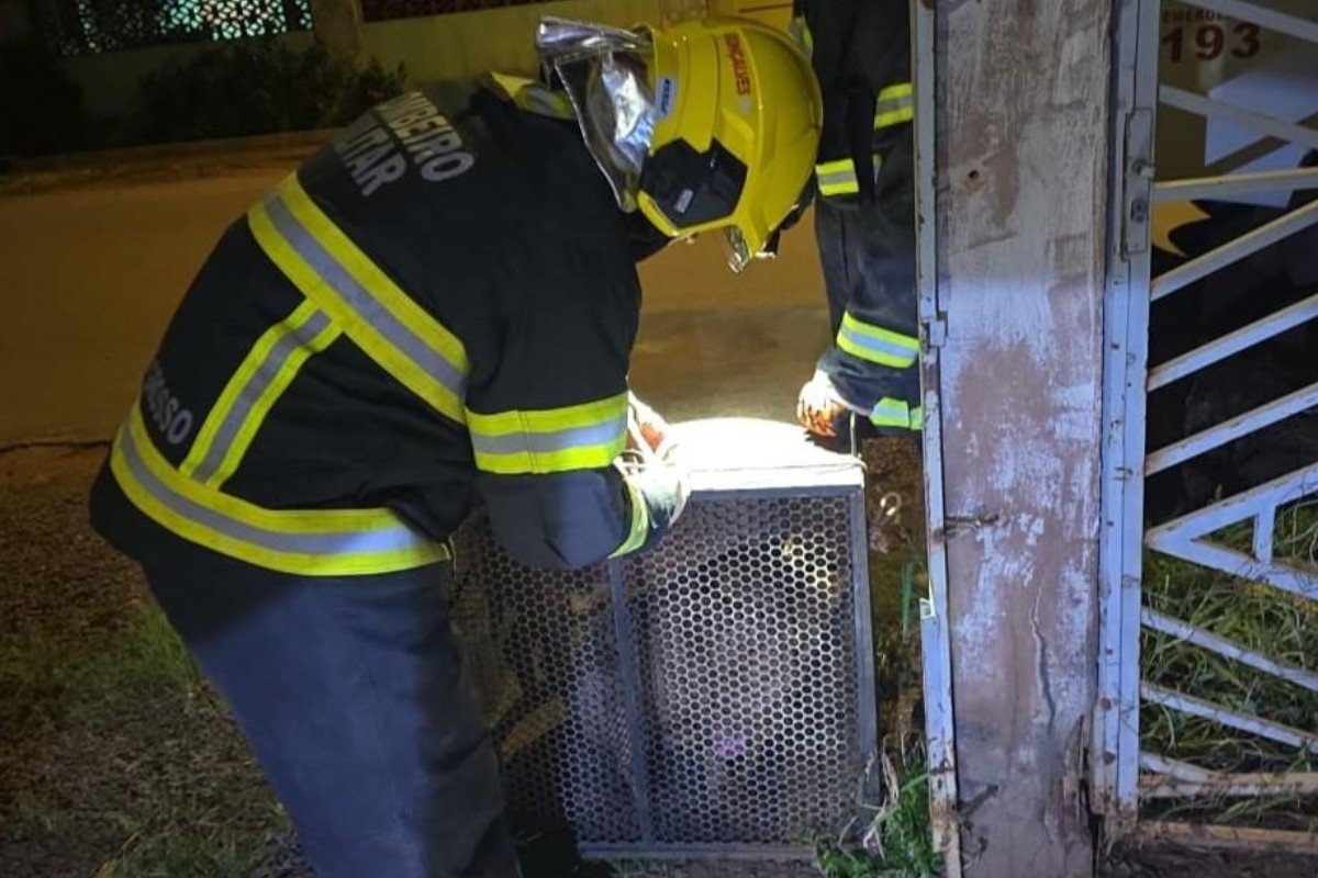 Pitbulls invadem casa, atacam outro cão e são capturados pelos bombeiros em MT