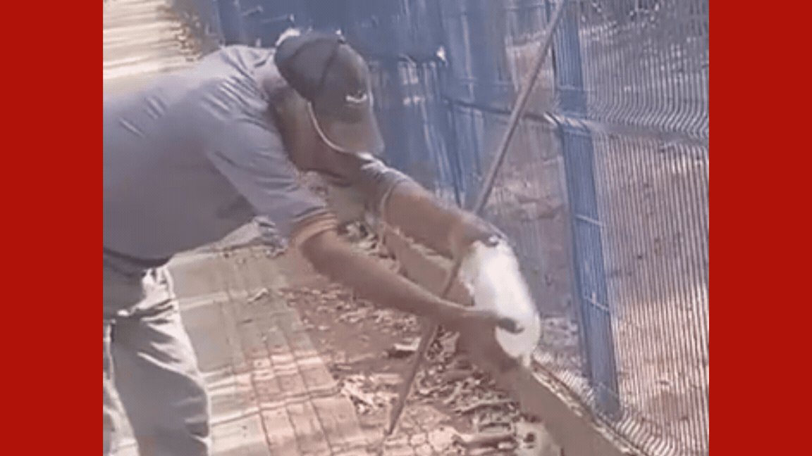 'Ele nunca vai entender que está sendo ajudado', alertam biólogos após lagarto arrancar parte de dedo de trabalhador em MT