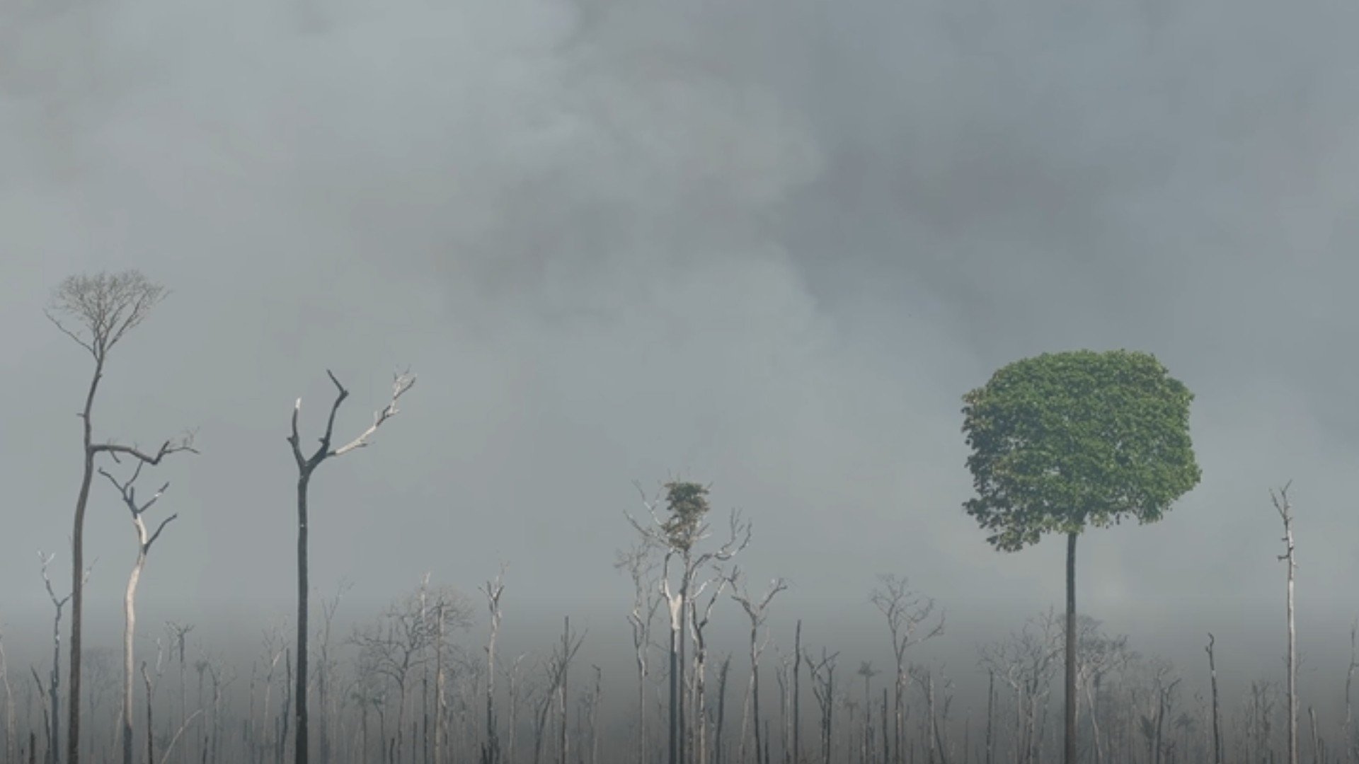 VÍDEO: fumaça de incêndio que já atingiu 15 mil hectares encobre cidades do norte de MT
