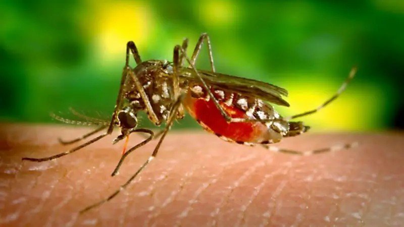 Cuiabá registra mais de 500 casos confirmados de dengue e uma morte pela doença em 2026