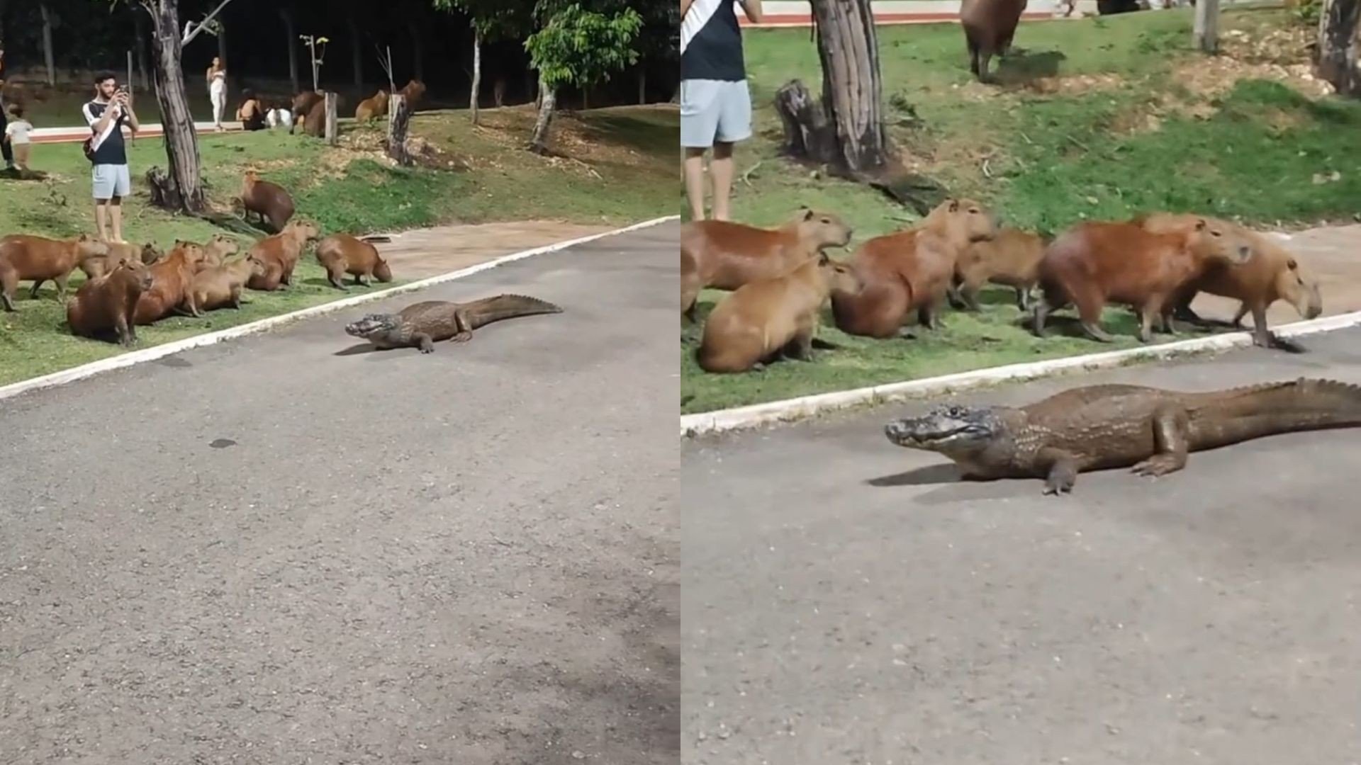 Paz no parque: capivaras dividem espaço com jacaré 'Celso' e cena chama atenção em Cuiabá