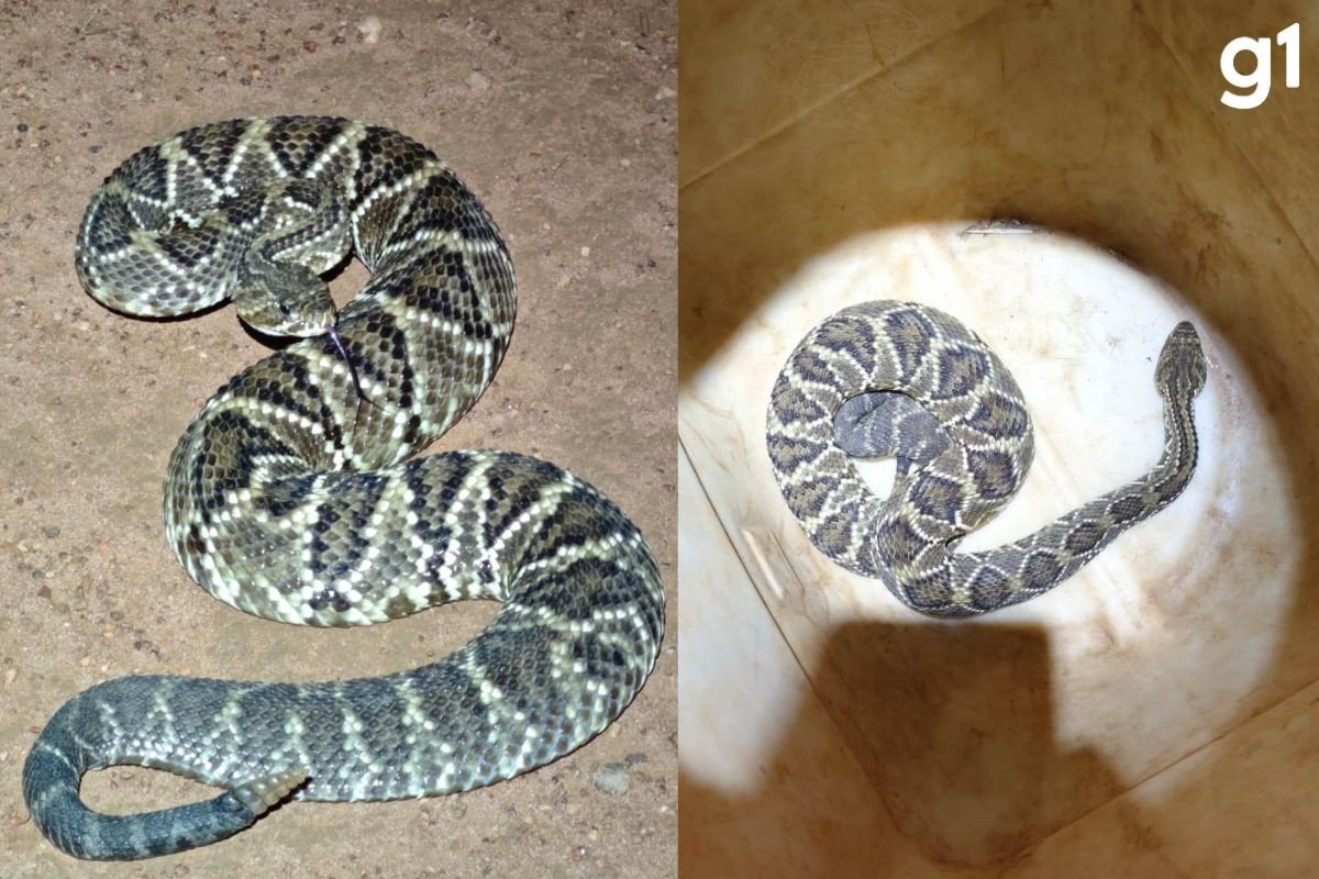 Cobra venenosa é capturada em avenida central de Campo Verde (MT)