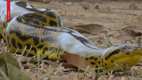 Vídeo: sucuri-amarela é flagrada rastejando nas proximidades de hotel no Pantanal de MT