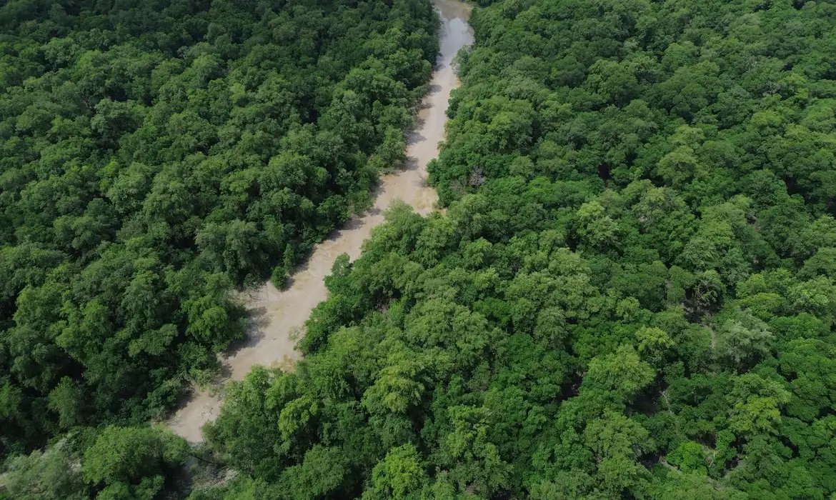No Dia da Amazônia, campanha pede que eleitor vote por floresta em pé