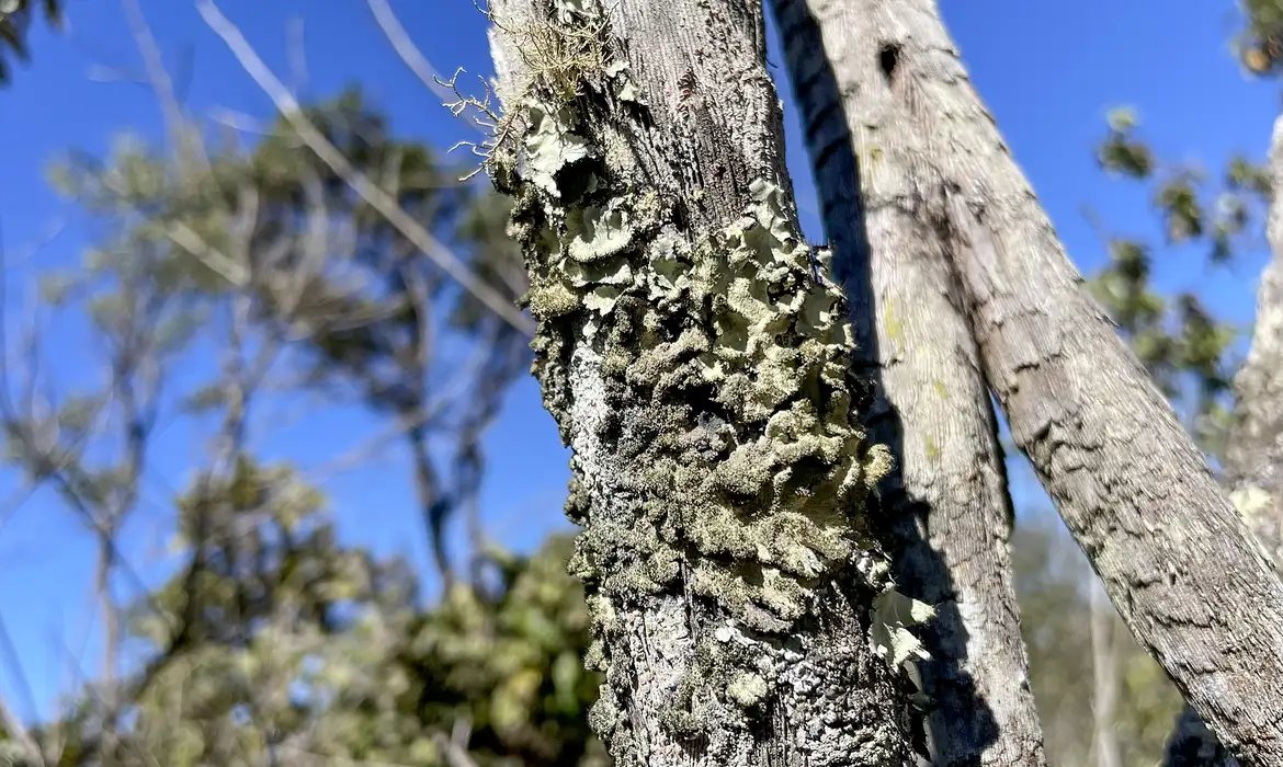 Reserva Ecológica do IBGE no DF passa a ter gestão apoiada pelo ICMBio