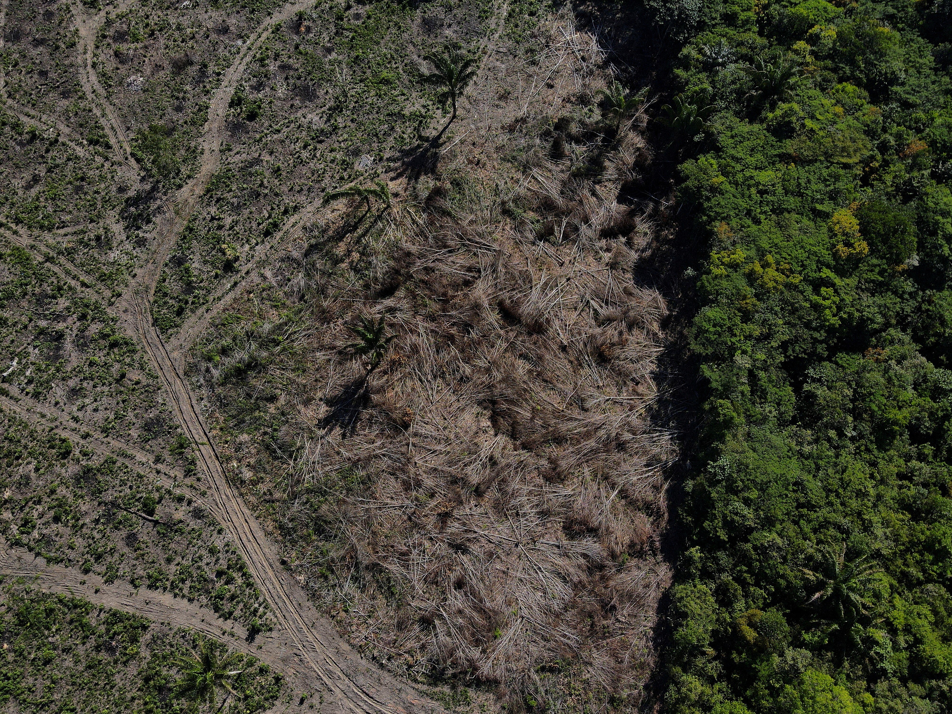 Desmatamento na Amazônia cai 17% no 1º trimestre, mas volta a subir em março