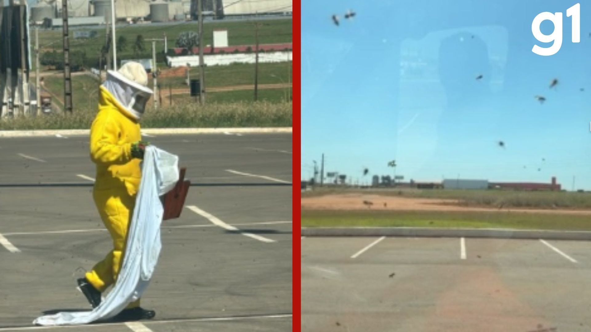 Três pessoas são atacadas por abelhas durante retirada de colmeia de estátua  em MT
