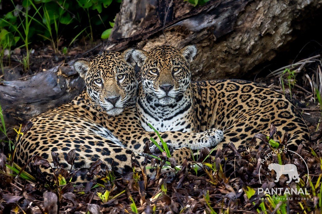 Pakoba e Pari: dupla de onças-pintadas é registrada pela primeira vez no Pantanal em MT