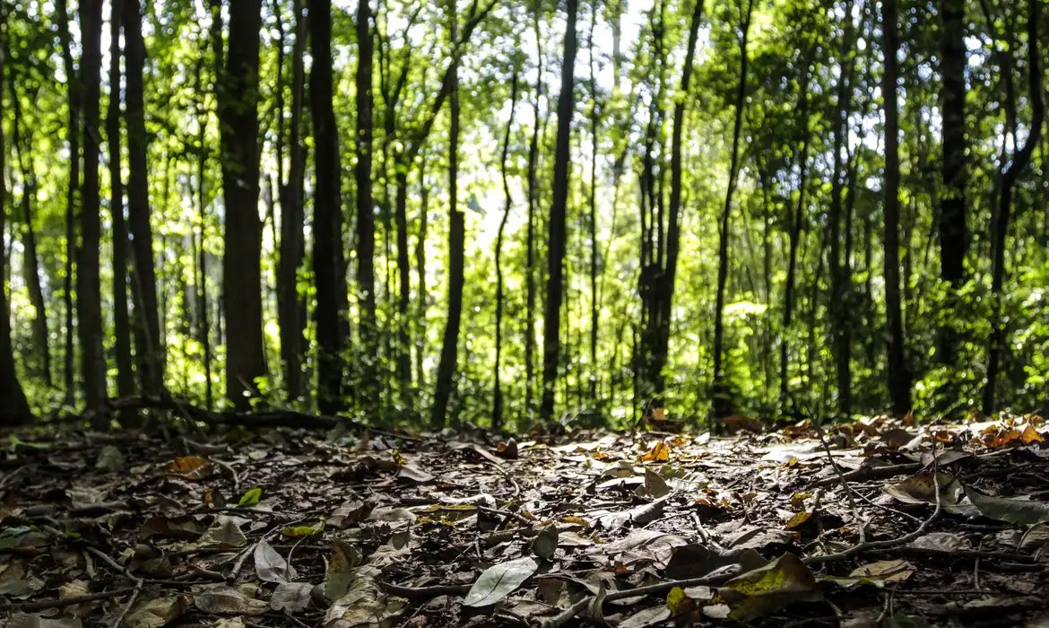 Começa o período de Defeso Florestal no Amazonas