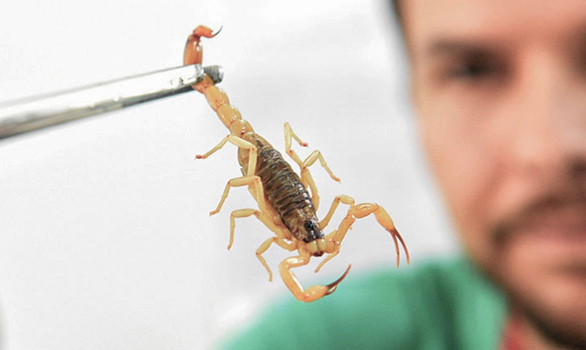 Crianças são mais vulneráveis a envenenamento por picada de escorpião
