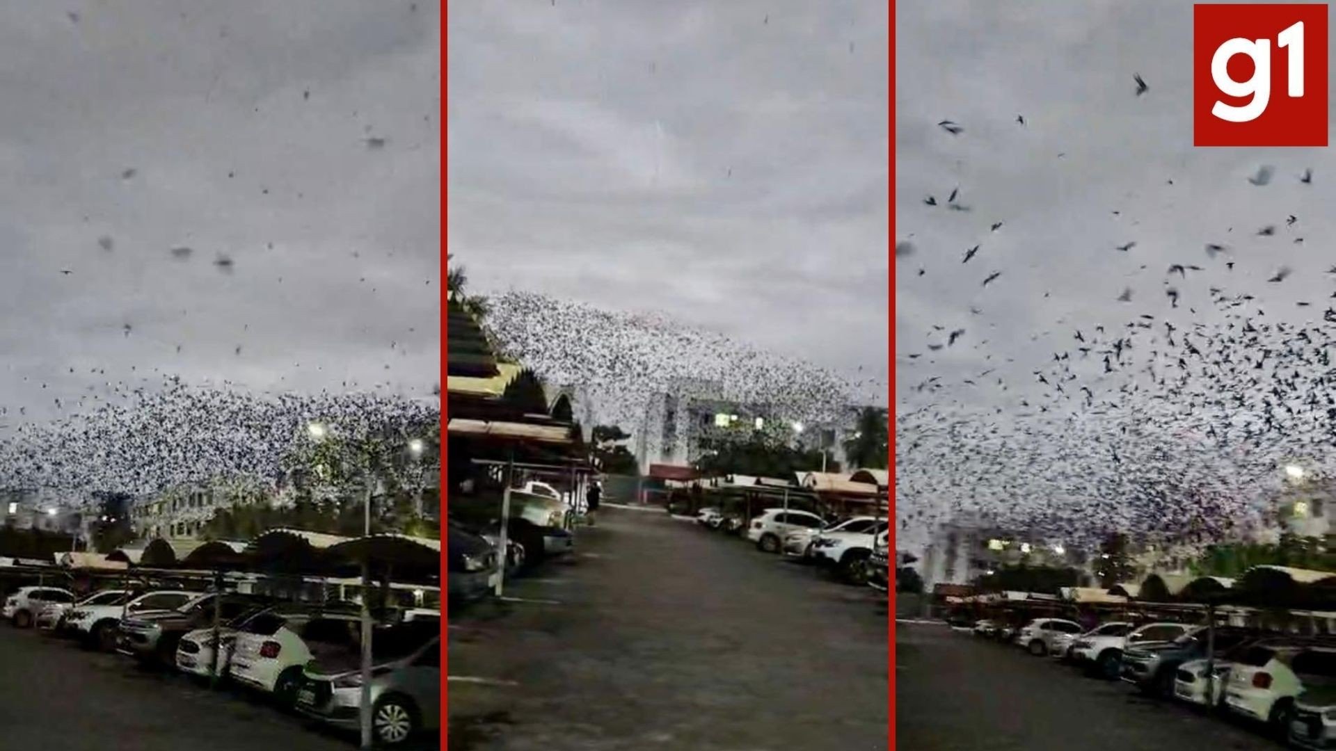 Nuvem de andorinhas em condomínio de Cuiabá: biólogo explica a rota das aves e como elas ajudam a combater mosquitos