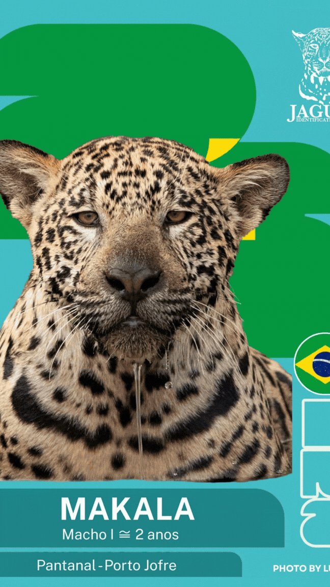 Figurinhas do Pantanal: ONG usa criatividade para ajudar brasileiros a reconhecerem onças-pintadas do bioma