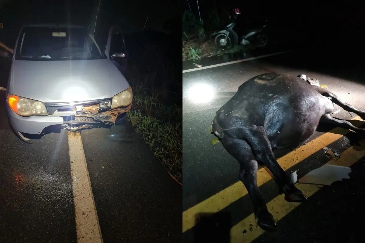 Búfalo solto em rodovia morre ao ser atropelado por carro na MT-241