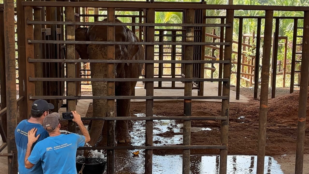 Elefante Sandro recebe dieta especial para recuperar peso em Santuário de MT