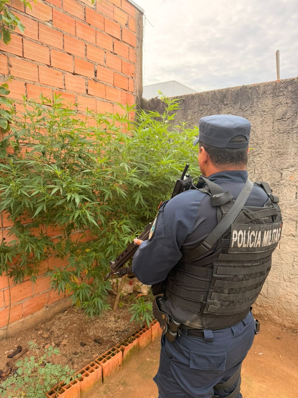 Denúncia de violência doméstica leva à descoberta de plantação de maconha e prisão de casal em MT; vídeo