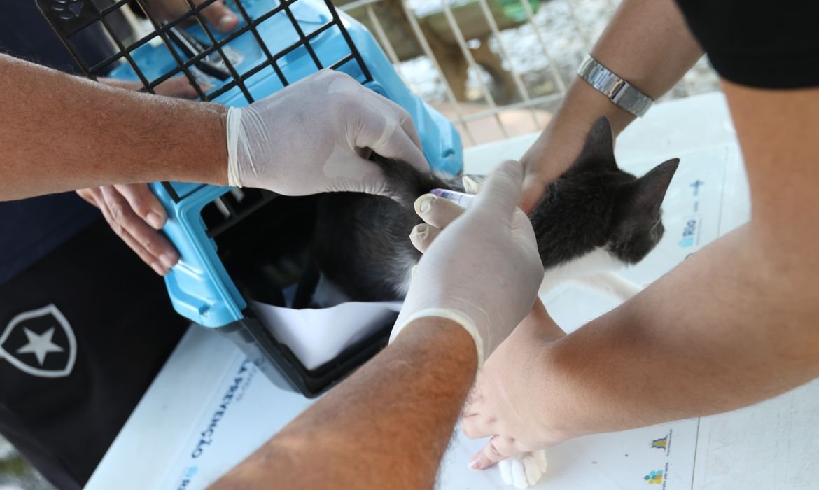 Conselho de Veterinária alerta para doença que afeta gatos 