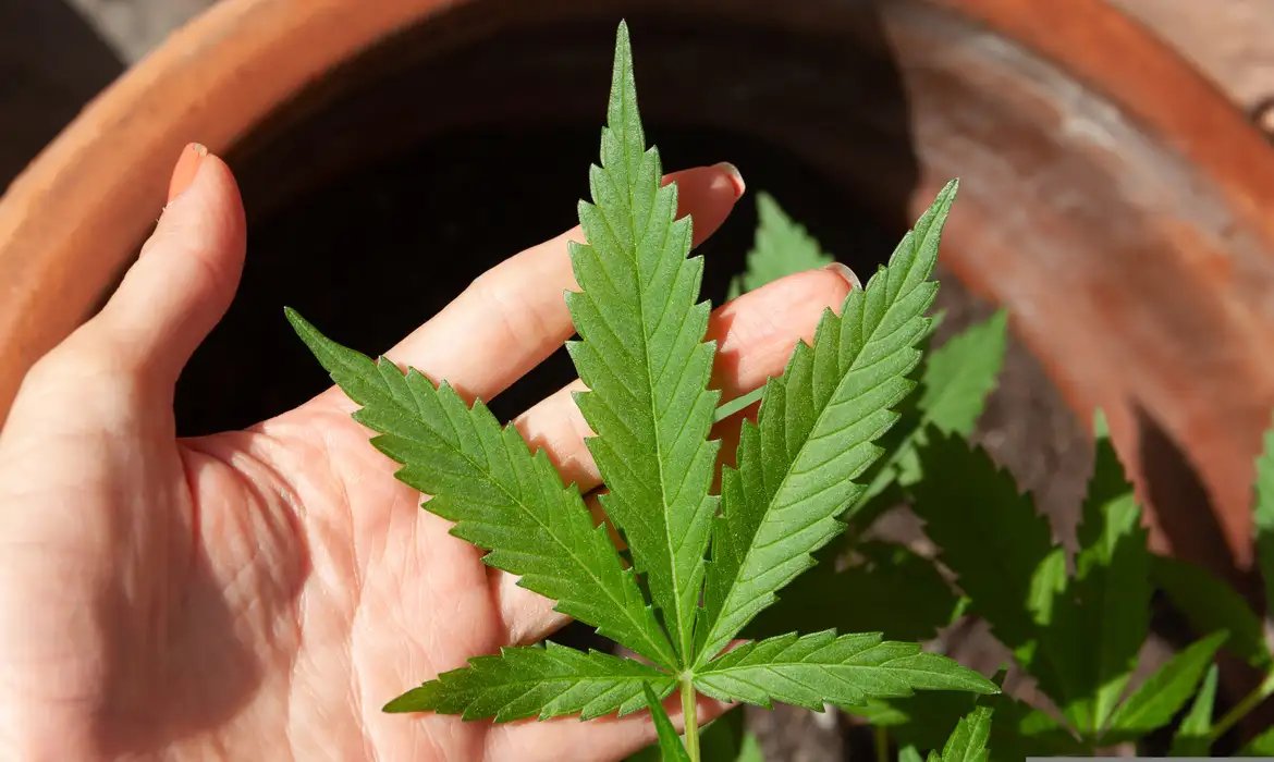 STJ adia prazo para regulamentação do plantio de cannabis medicinal