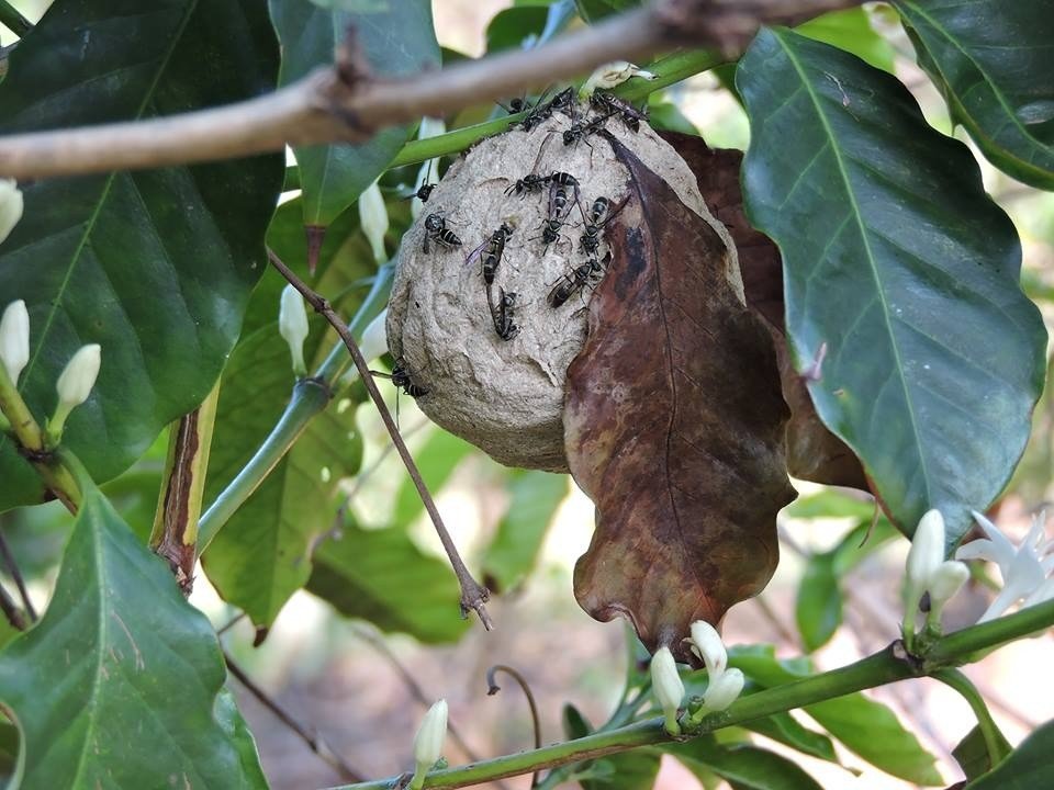 Criança alérgica é atacada por marimbondos em fazenda de MT