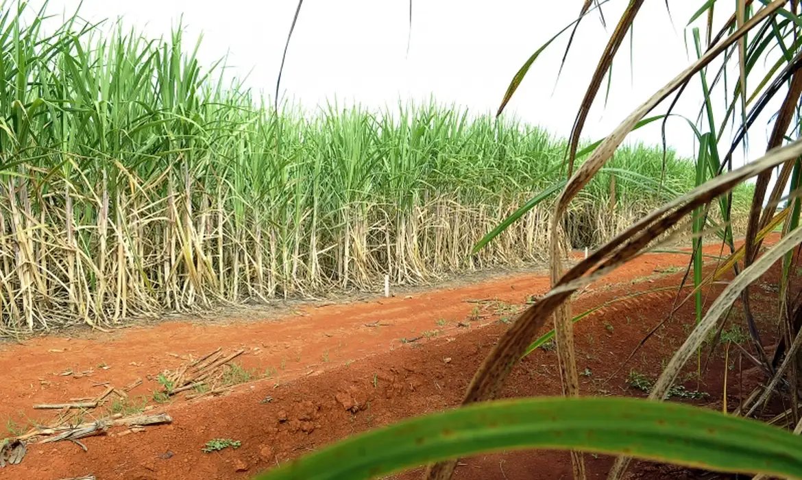 Resíduos agrícolas podem ser usados na produção de hidrogênio verde 
