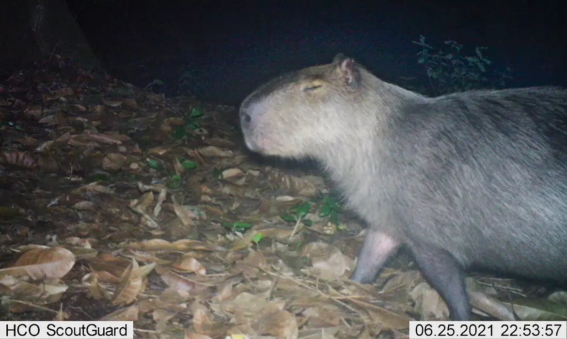 Capivara espancada, na Ilha do Governador, corre risco de ficar cega
