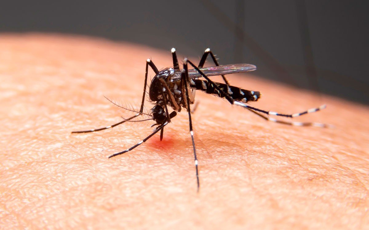 Veja bairros de Cuiabá com alto risco de infestação pelo Aedes aegypti